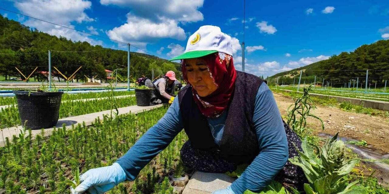 Yozgat’ta üretilen 3 milyon 400 bin fidan "Geleceğe Nefes" olacak