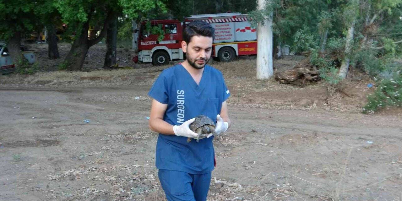 Marmaris’teki yangında dumandan zehirlenen kaplumbağa kurtarıldı
