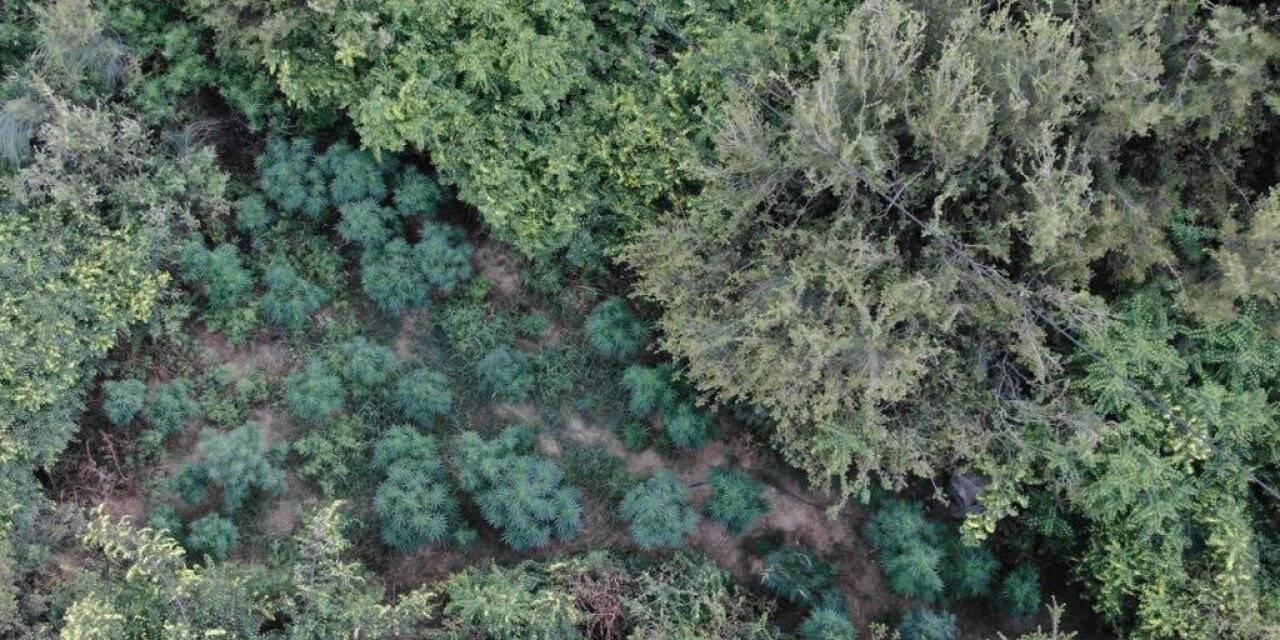 Manisa’da ormanlık alanda 167 kök kenevir ele geçirildi