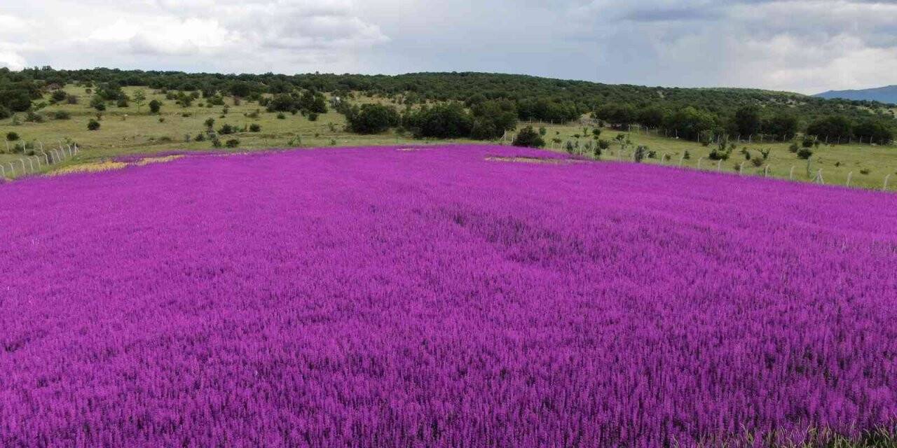 Ankara’da mor çiçek tarlası görenleri hayran bırakıyor
