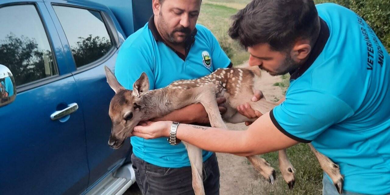 Tarlada bulunan yaralı ceylan yavrusu tedaviye alındı