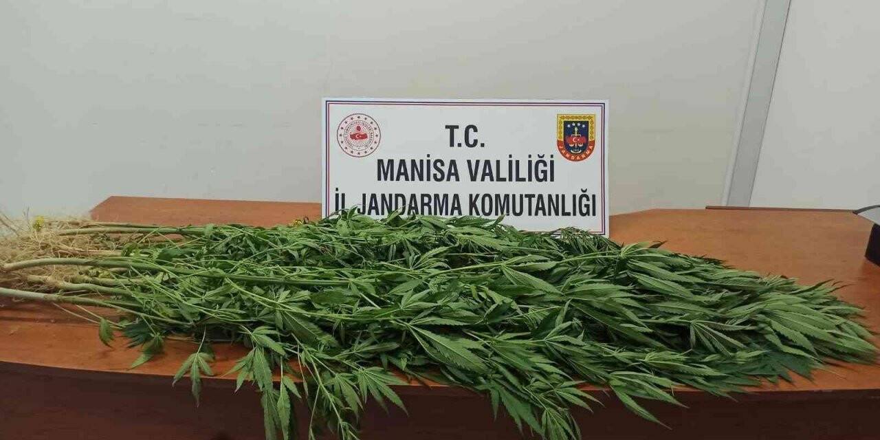 Evinin bahçesinde kenevir yetiştirdi