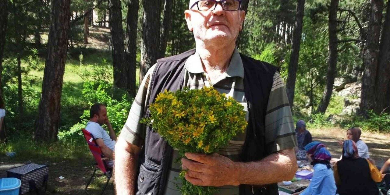 Simav Gölcük Yaylası’nda piknikçilerin gözdesi ’Sarı kantaron otu’