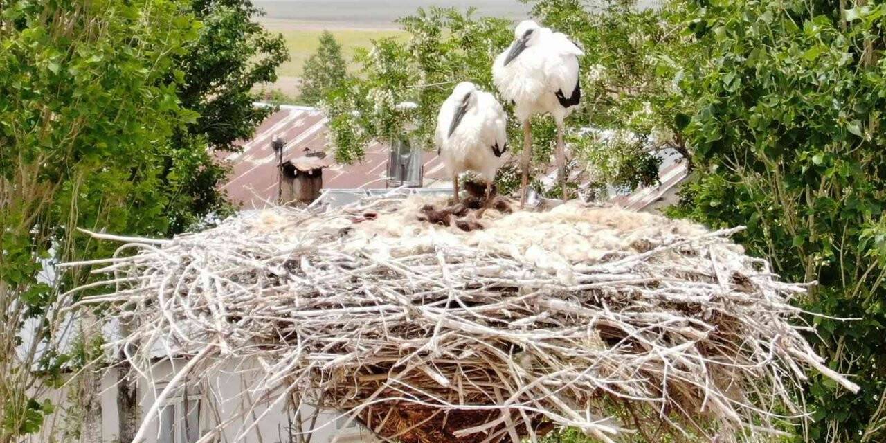 Leylekler, 46 yıldır aynı direkte yuva yapıyor