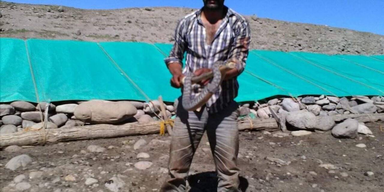 Tunceli’de koca engerek yılanı kuzu ağılına girdi