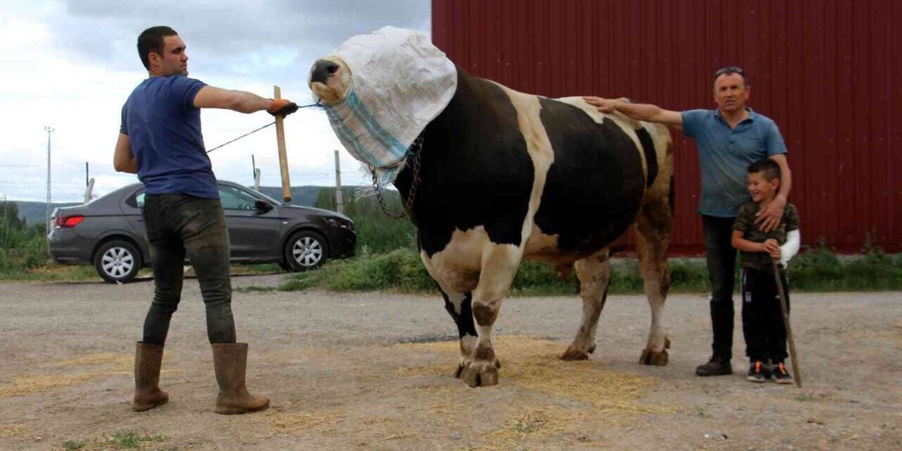 Bir ton 220 kilogram ağırlığındaki dev tosun, 72 bin 500 liraya alıcısını buldu