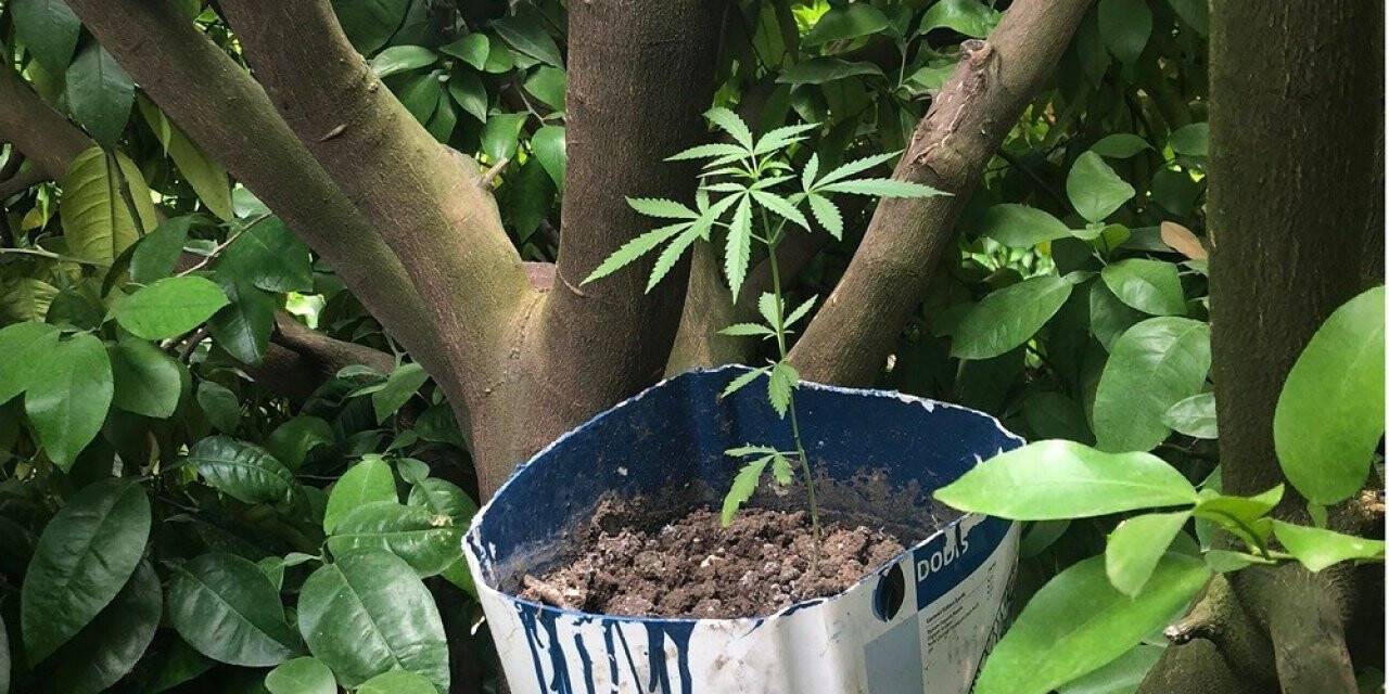 Kenevir saksılarını ağaç gövdelerine gizlemişler