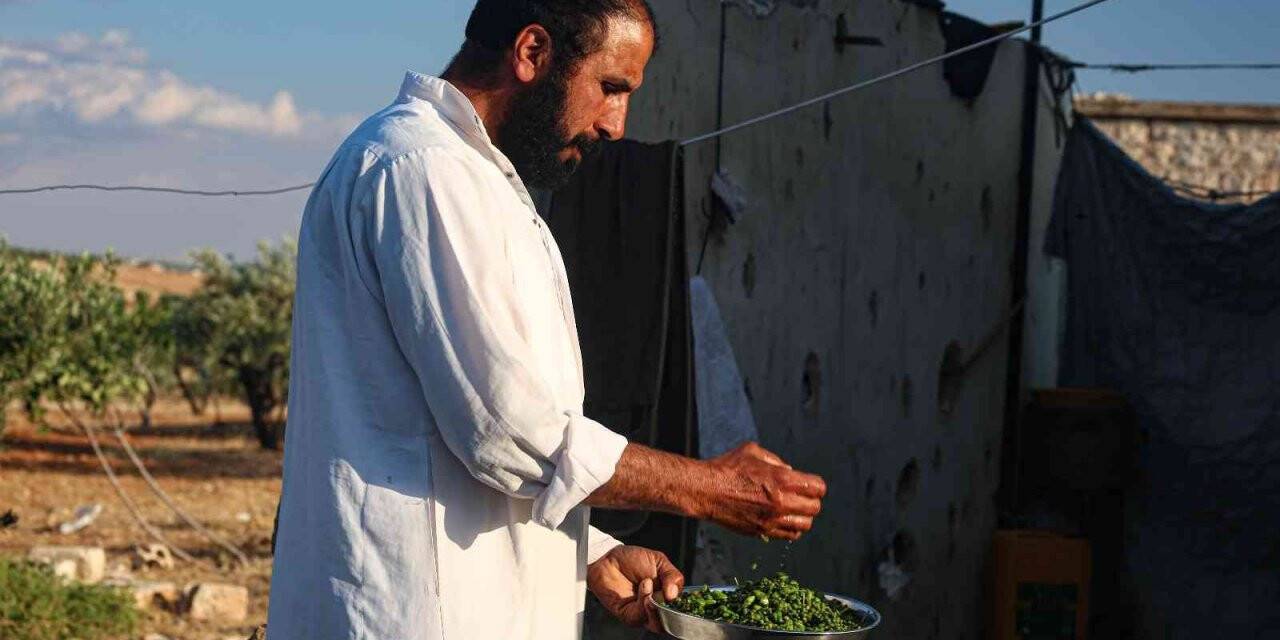 İdlib’de gebre otunun hasadına başlandı