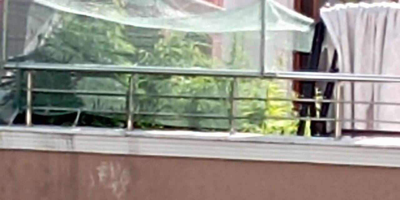 Evinin terasını uyuşturucu tarlasına çevirdi, polis operasyonuyla yakalandı