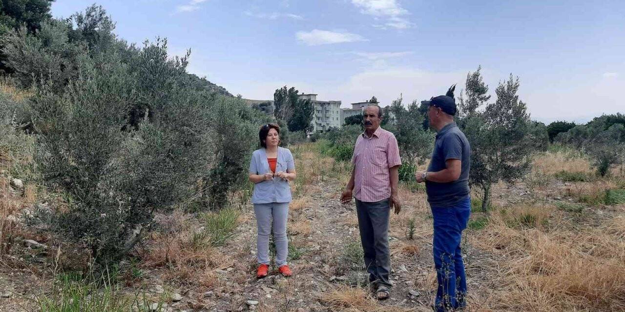 Çiftçiler, ’verticllium solgunluğu’ hastalığına karşı uyardı