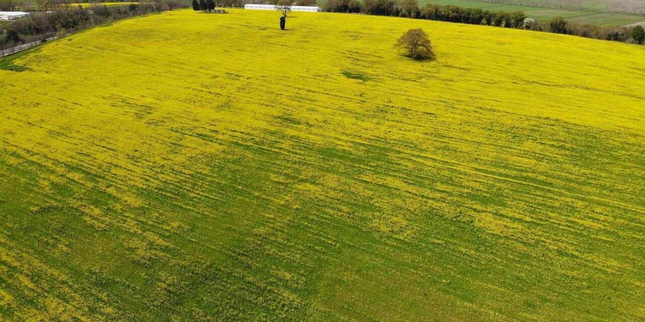 Samsun’da kanola ekimi yaygınlaştırılacak