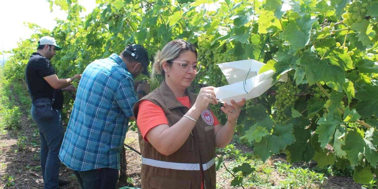 Manisa’da üzüm bağlarına tuzaklı koruma