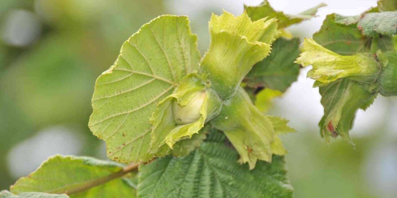 Fındık üreticisinin fındık taban fiyatı için 60 TL beklentisi