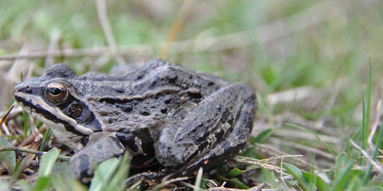 Nesli tükenmekte olan ’Tavas Kurbağasından’ sevindiren haber