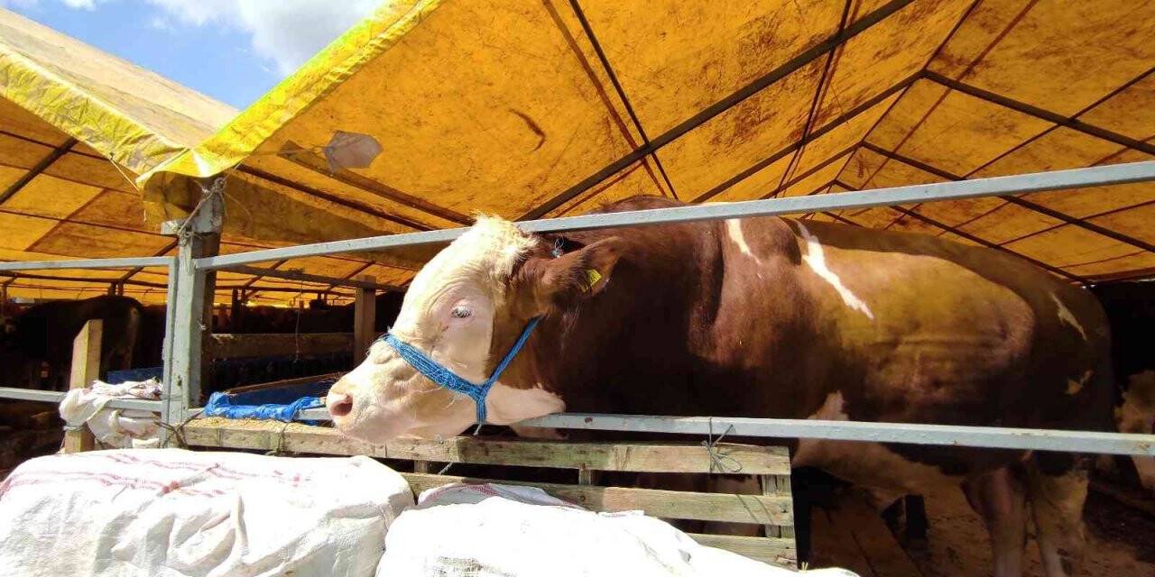 180 kiloluk minik büyükbaş ’Çakır’ alıcısını bekliyor