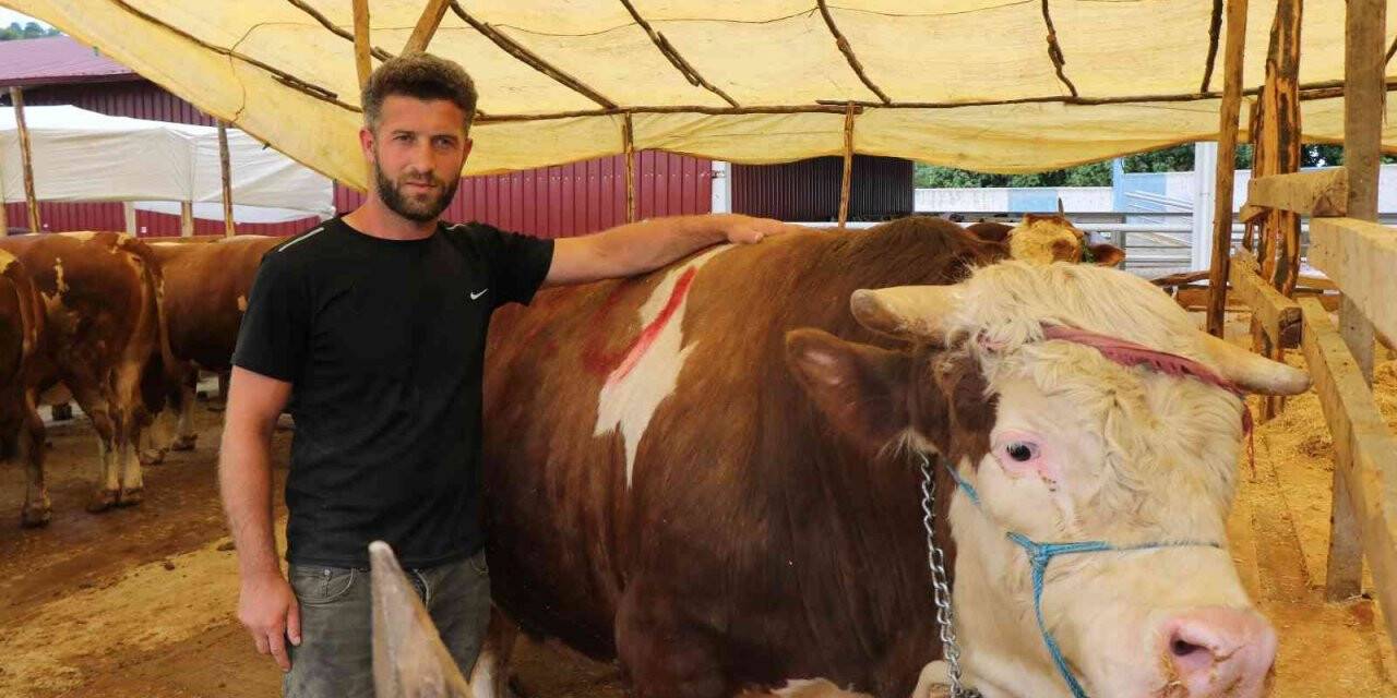 Kurban pazarının 1,3 tonluk Şampiyon’u