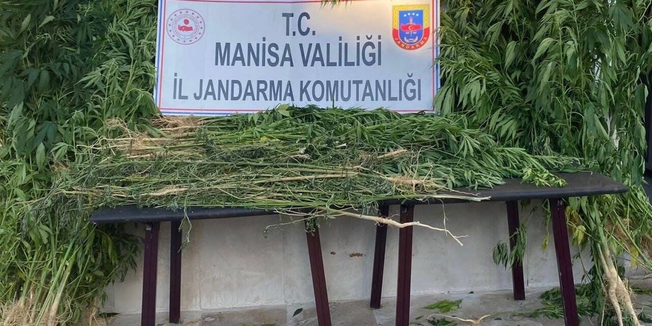 Alaşehir’de bin 812 kök kenevir ele geçirildi