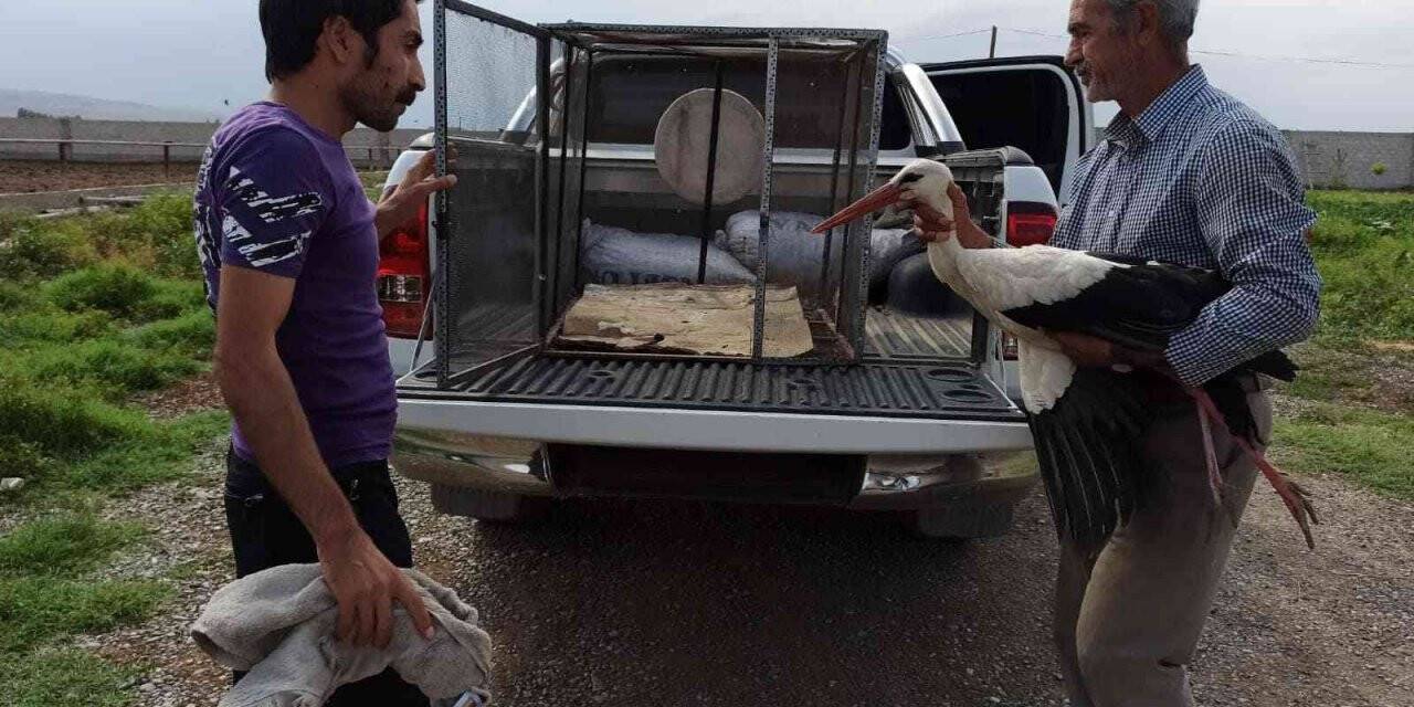 Iğdır’da yaralı leylek tedavi altına alındı