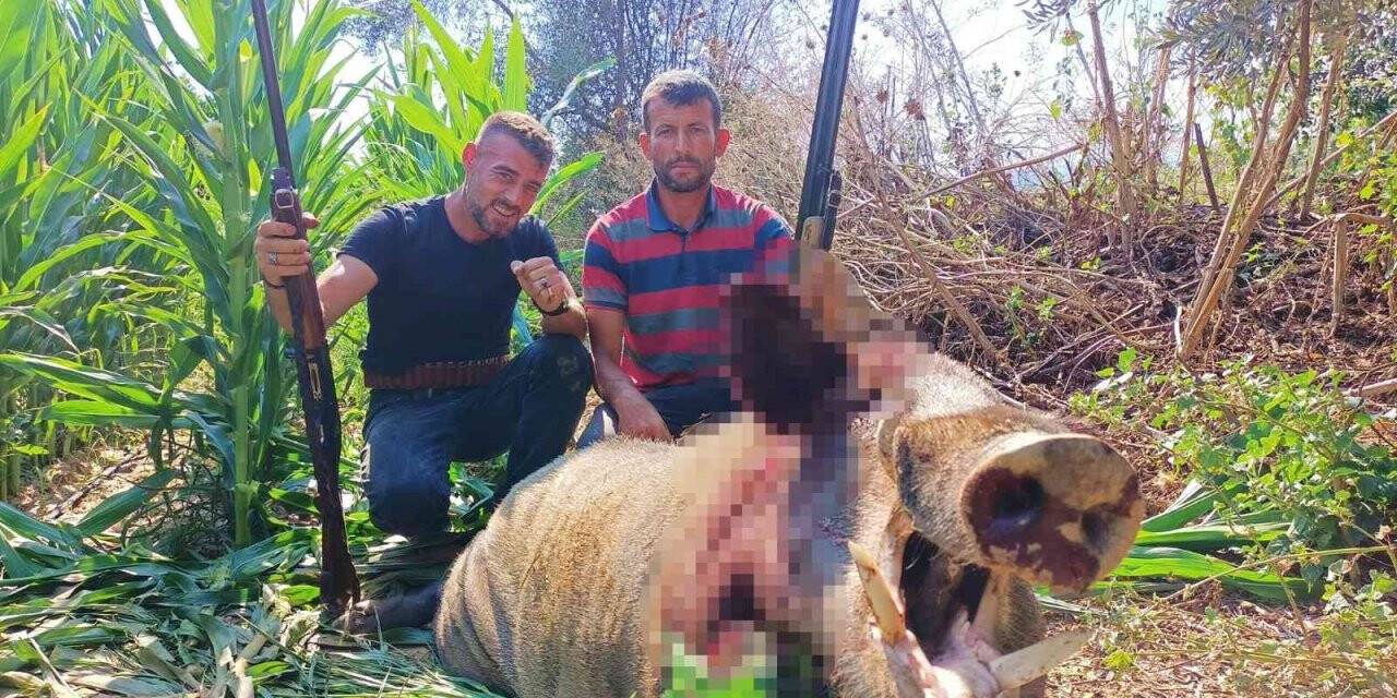 250 kiloluk dev domuz, avcılar tarafından vuruldu