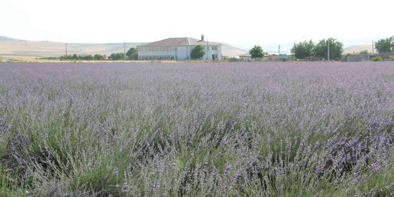 Bu ürünün geliri çok gideri yok