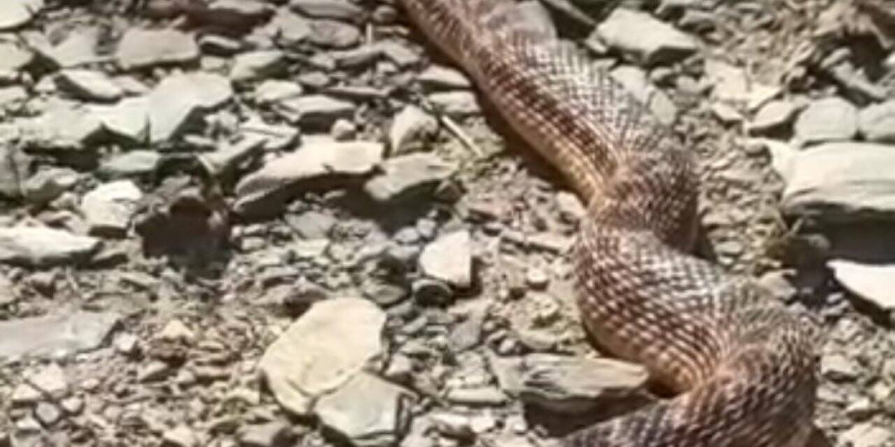 Yüksekova’da 2 metrelik engerek yılanı görüntülendi
