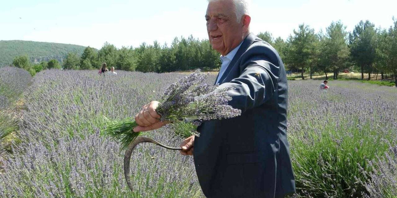 Büyükşehir Lavanta Şenliği başladı