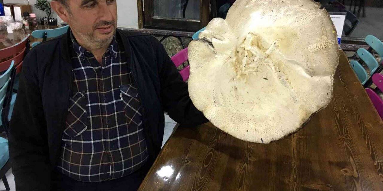 Dev mantar görenleri şaşırtıyor