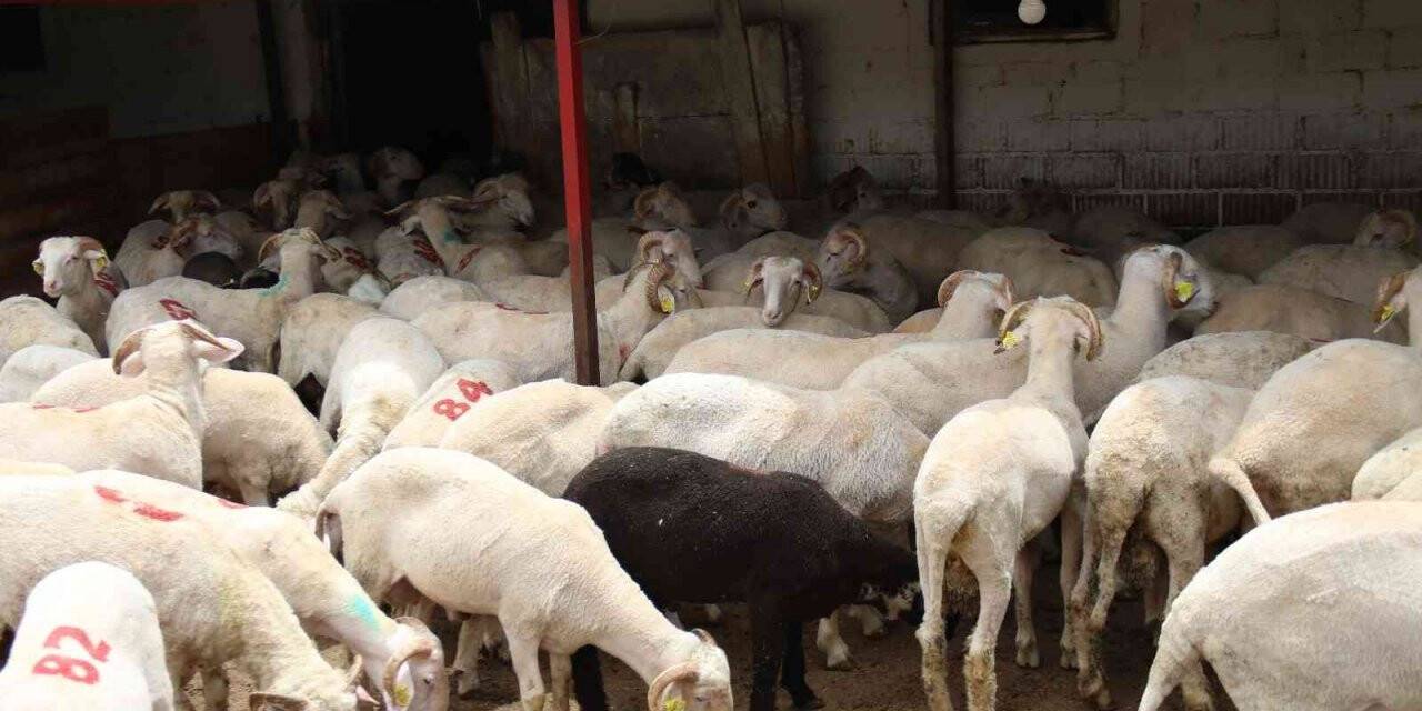 Her bütçeye en uygunu küçükbaş hayvan