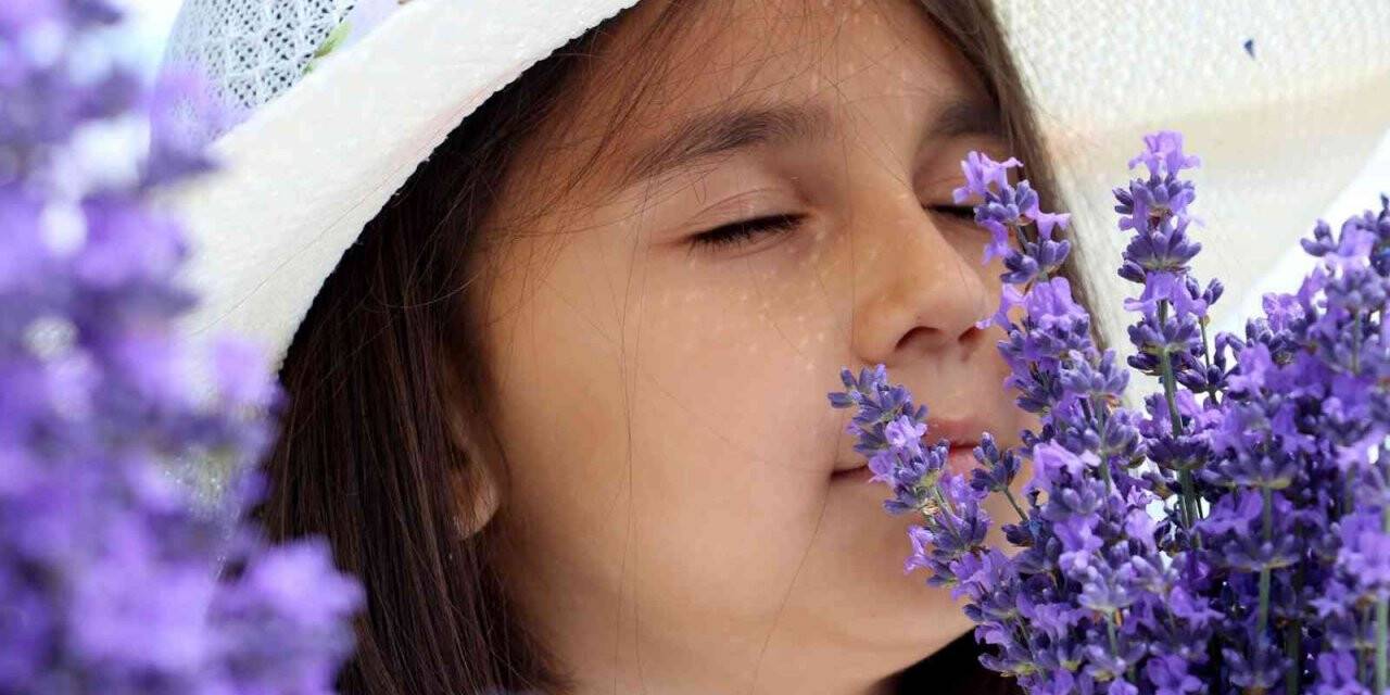 Sivas mor inci hasadı için gün sayıyor