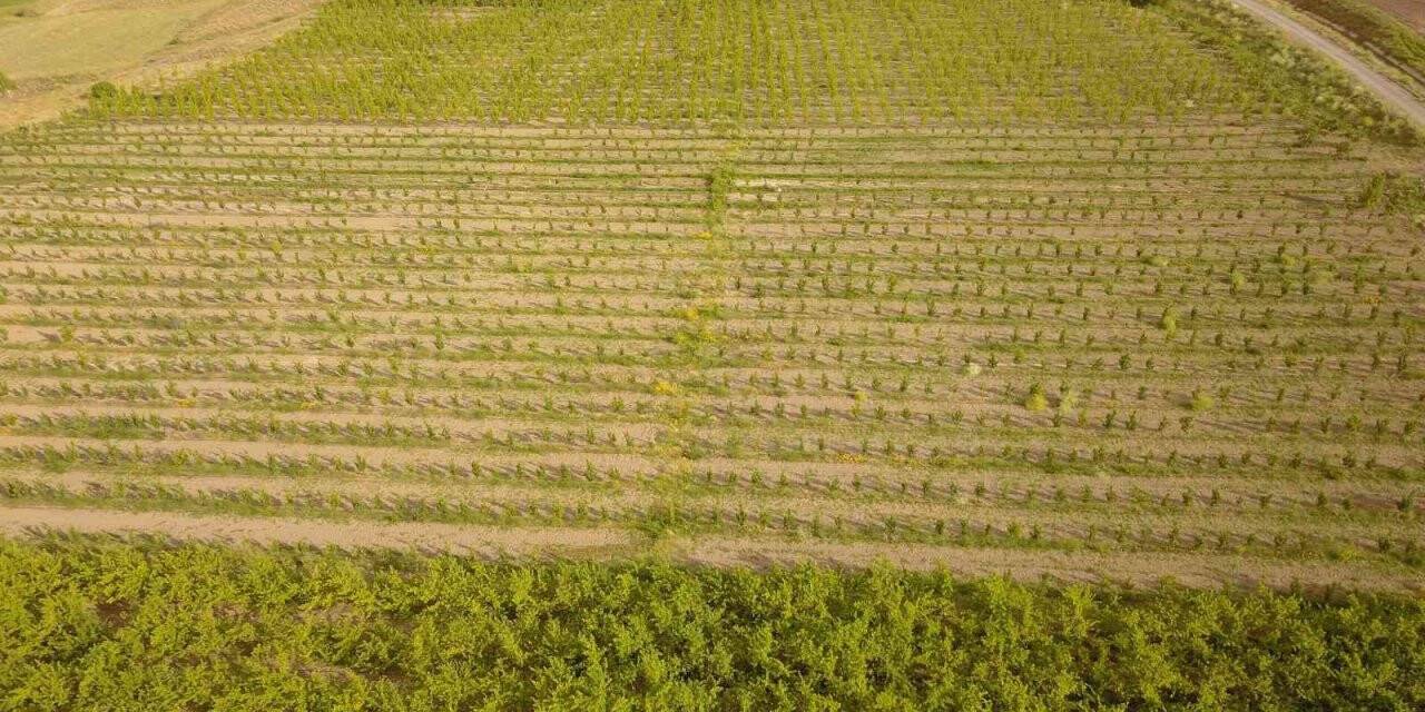 Ahlat’ta 29 çiftçi için yüzde 50 hibe destekli elma bahçesi kuruldu