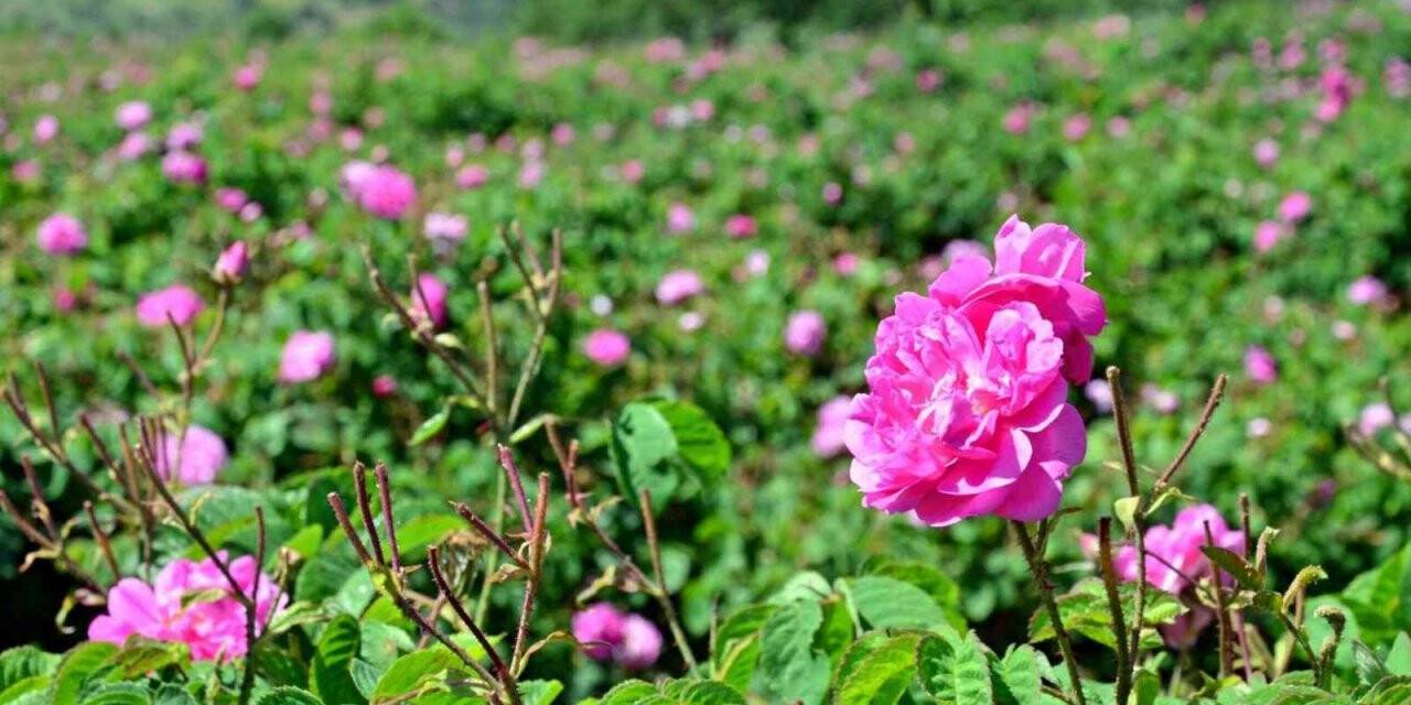 Yağlık gül hasadı başladı