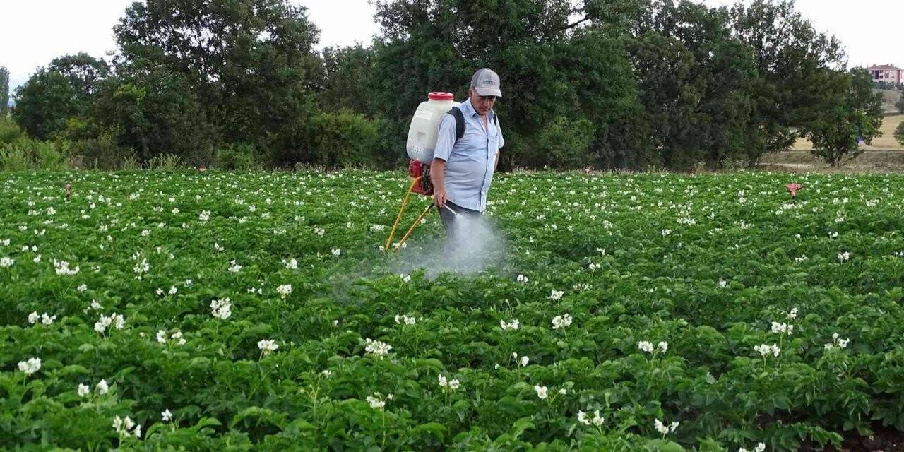 Kiraladığı patates tarlasından 90 ton ürün bekliyor