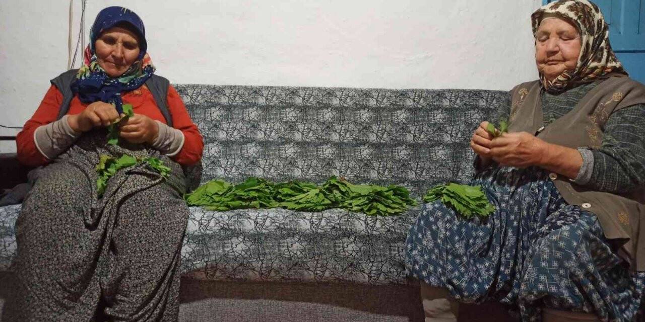 Salamura için yapraklar demetlenmeye başlandı