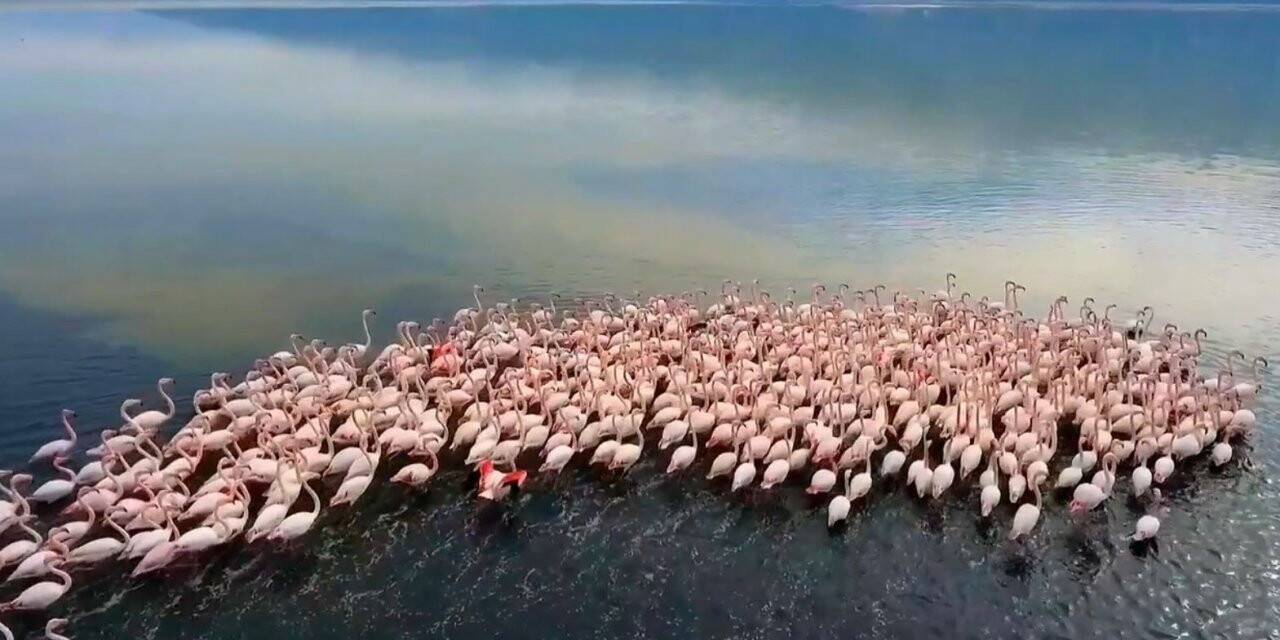 Acıgöl’de flamingolar böyle görüntülendi
