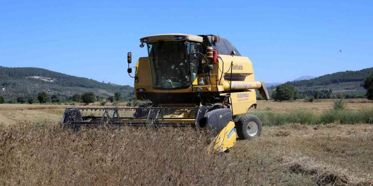 Karakılçık Buğdayları üreticiye ve ihtiyaç sahiplerine dağıtılacak