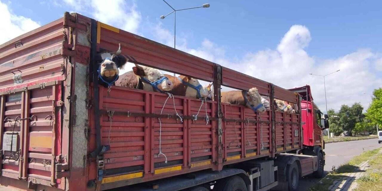Ardahanlı besicilerden büyük kentlere kurbanlık sevki