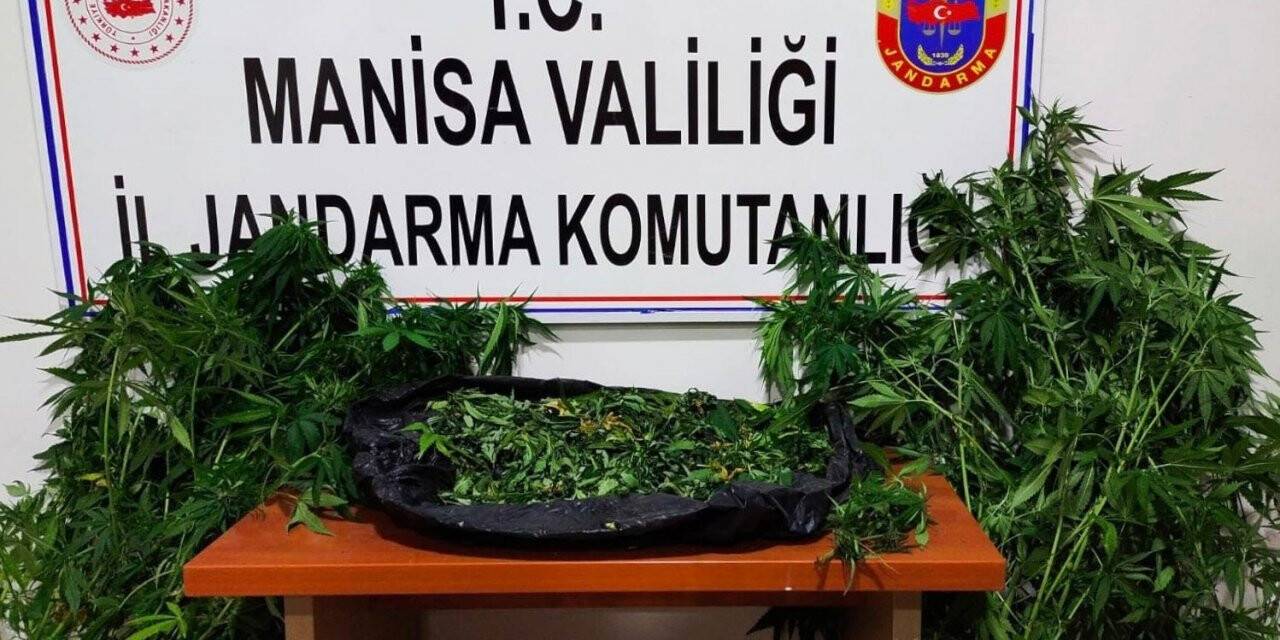 İkametinin bahçesinde kenevir evinde esrarla yakalandılar