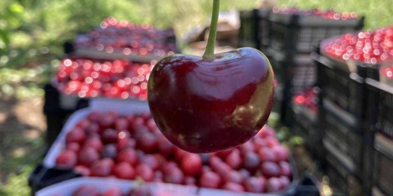 Lapseki kirazı üreticisinin yüzünü güldürdü