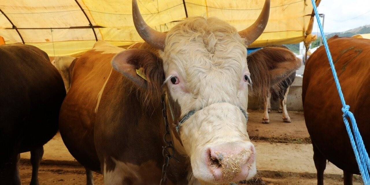 Kurbanlıklar görücüye çıktı