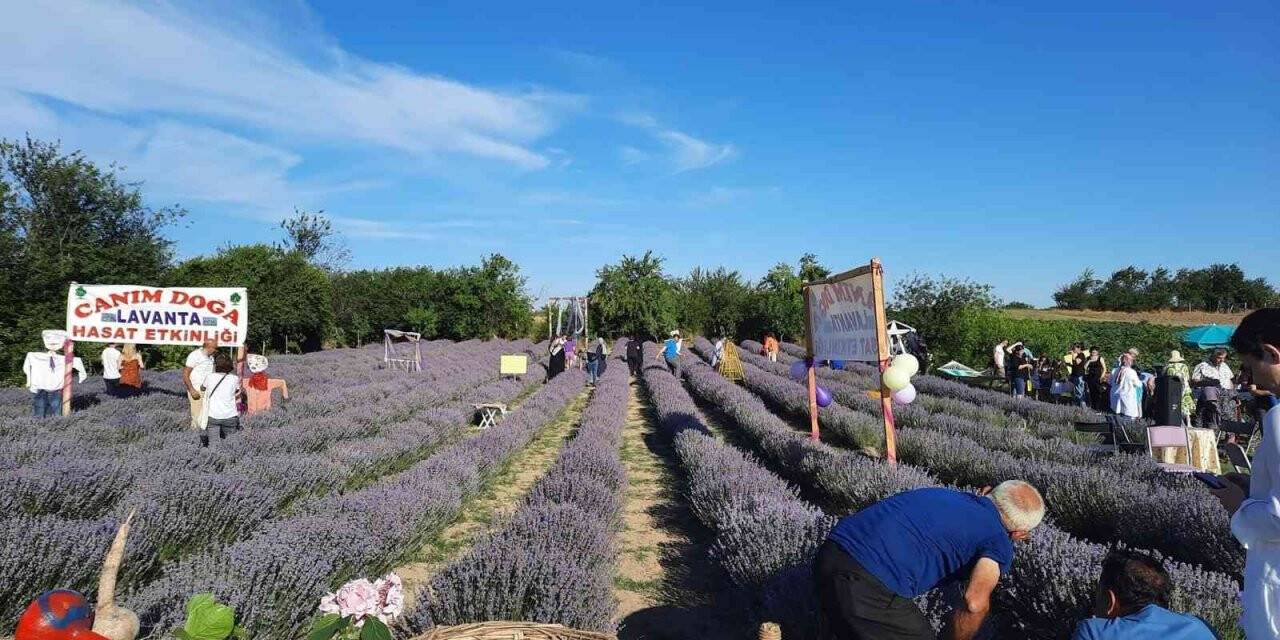 Saray’da lavanta hasat etkinliği gerçekleştirildi