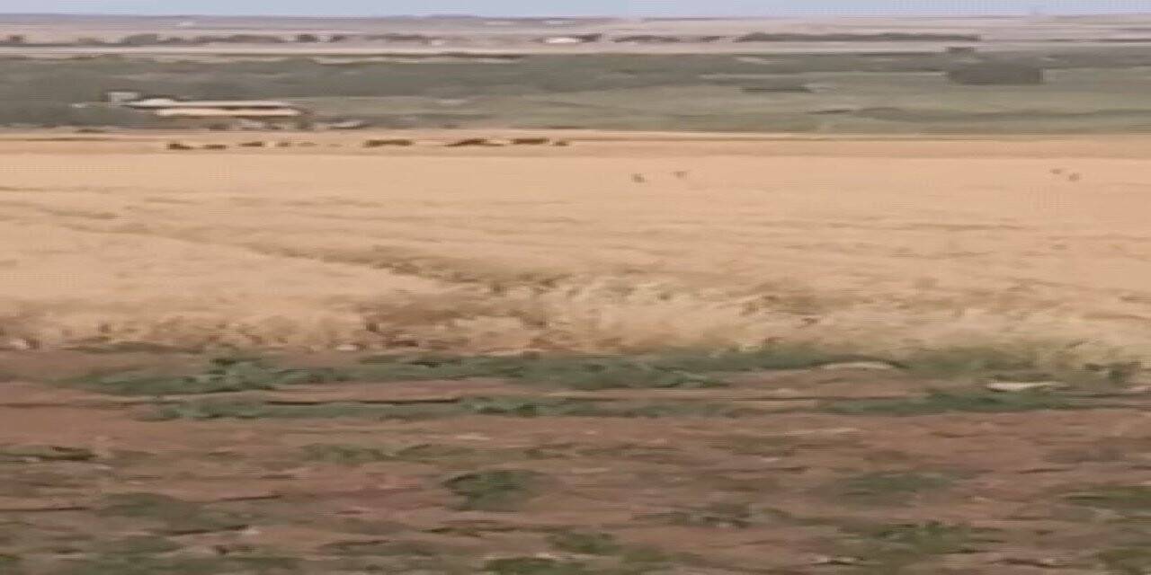 Çiftçiler ürünlerini domuzlardan korumak için silahla nöbet tutuyor