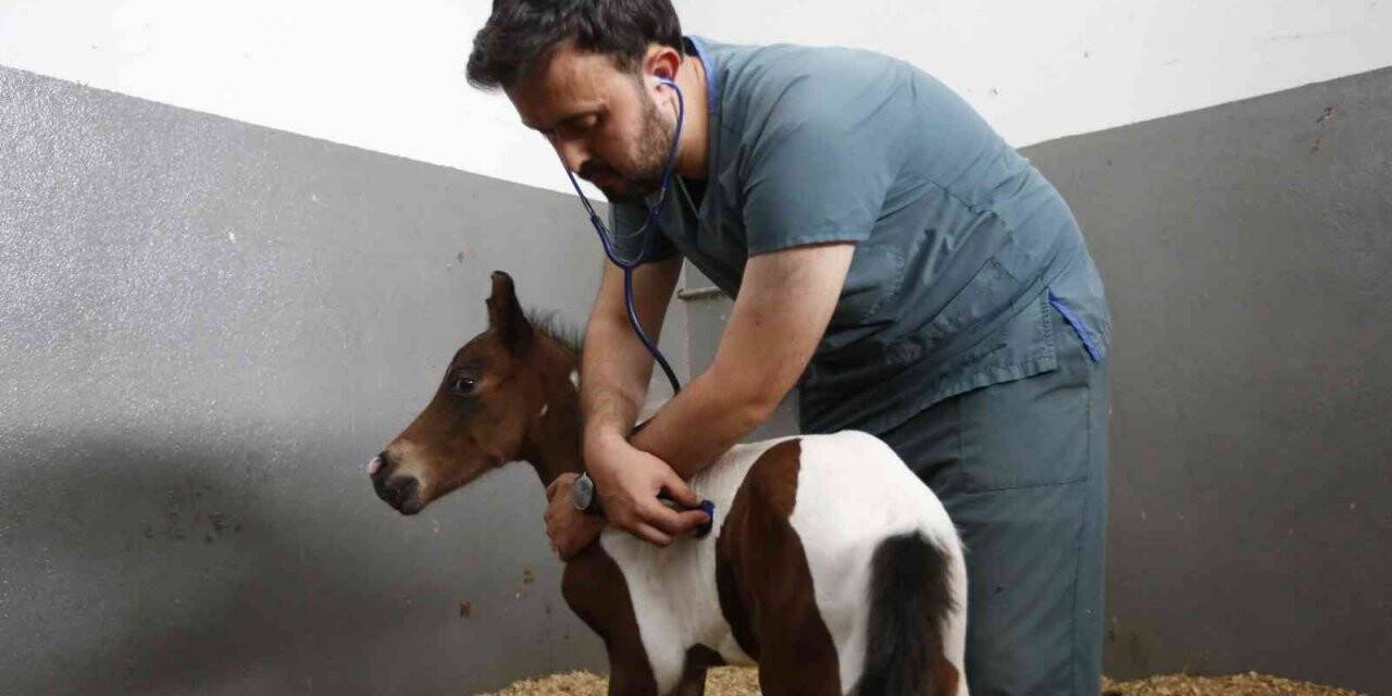 Sultangazi Belediyesi binicilik tesislerinde dünyaya gelen minik tay sevinç kaynağı oldu