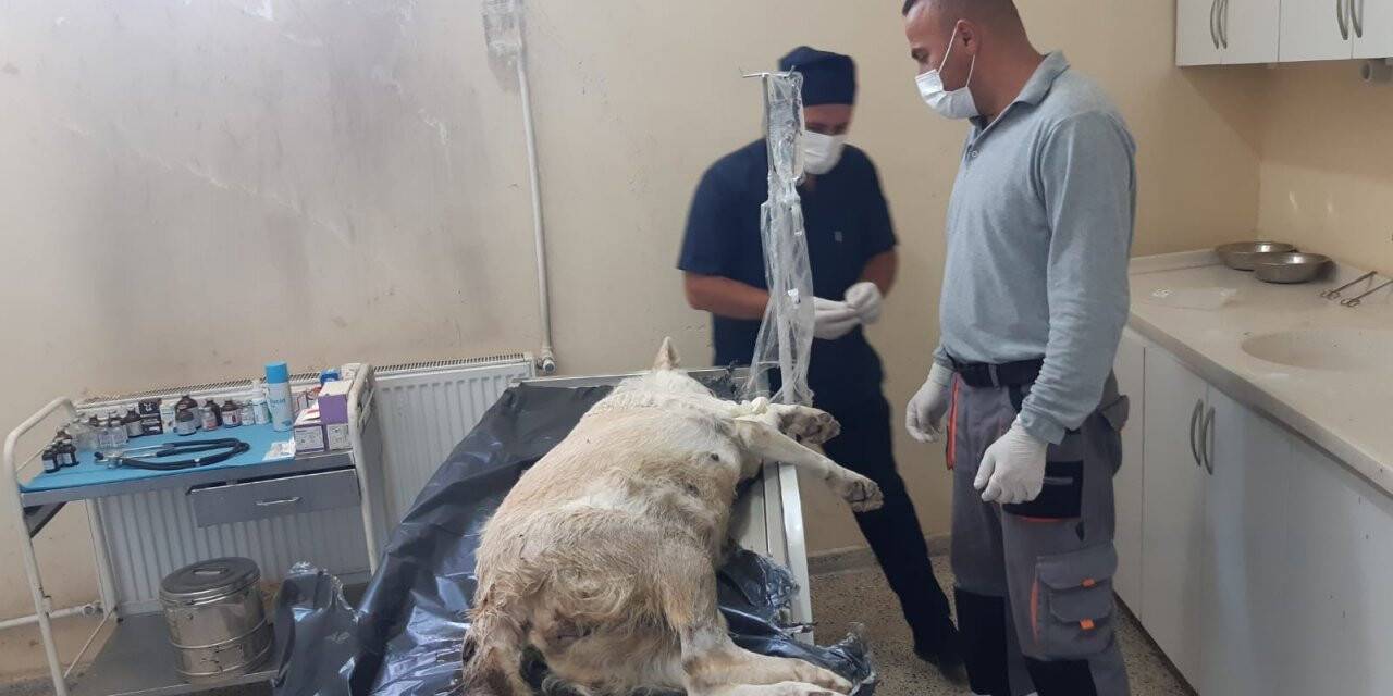 Gebe köpek için belediye ekipleri seferber oldu