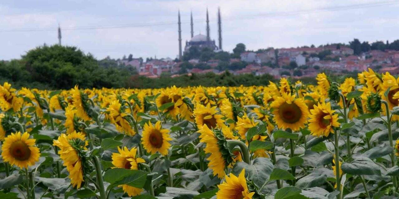 Ayçiçeğinde son 10 yılın en yüksek verimi bekleniyor