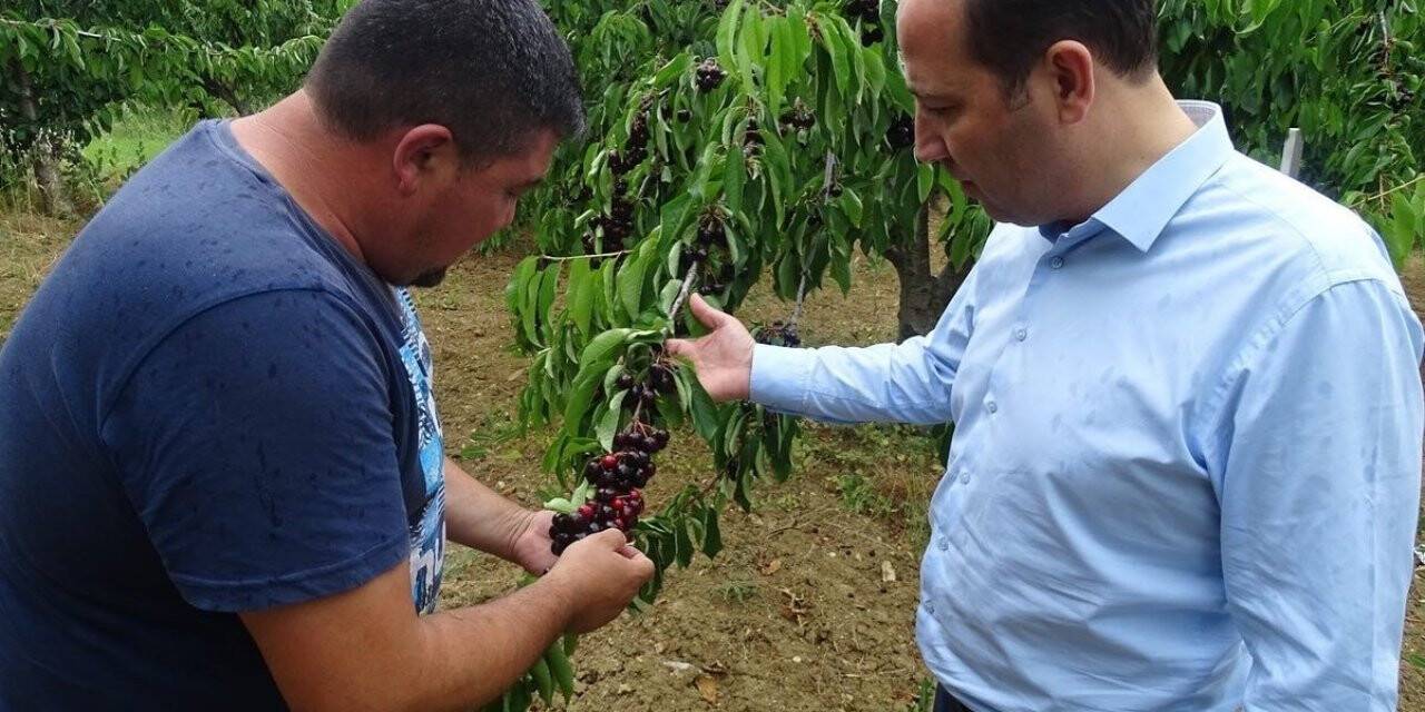 Tekirdağ’da kiraz hasadı devam ediyor