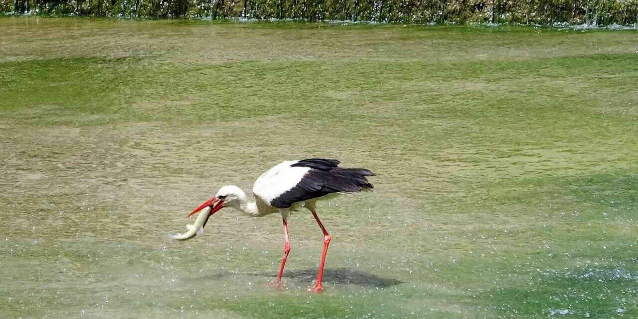 Yeşilırmak’ta belgesel tadında görüntüler