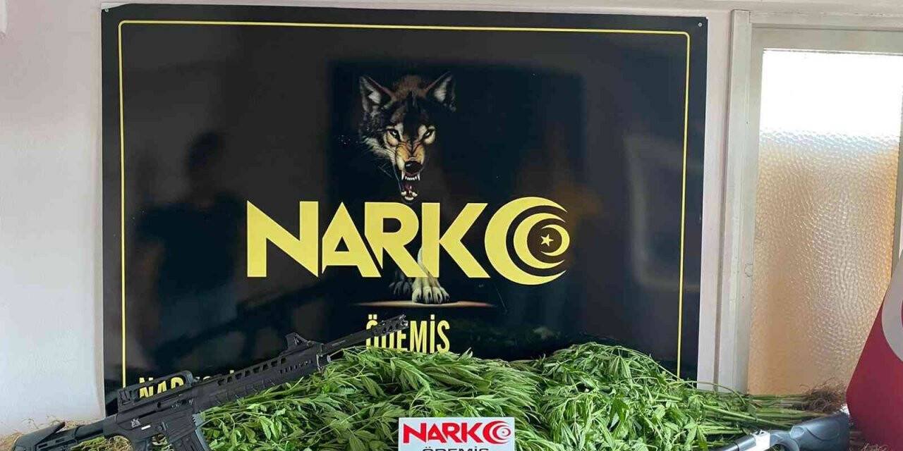 Uyuşturucu tacirinin tarlasına polis baskını