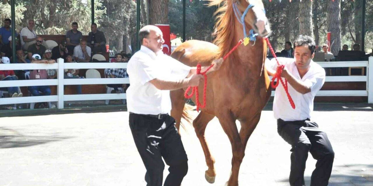 TİGEM tay satışından 3 milyon 686 bin lira gelir elde etti