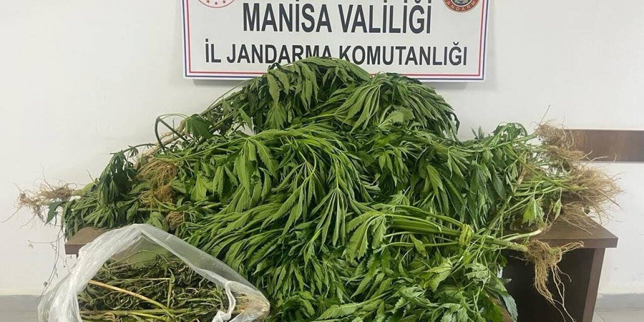 Kenevir sularken yakalandı