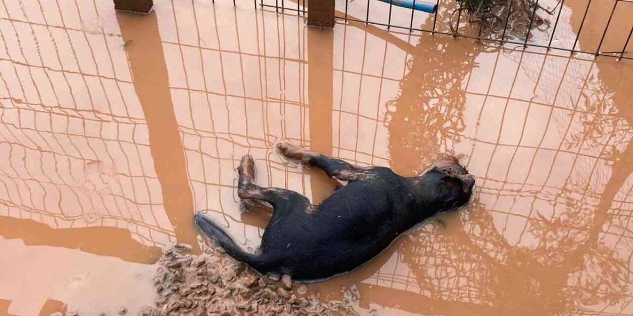 Bartın’daki sel taşkınında özel bir barınaktaki 56 köpek telef oldu